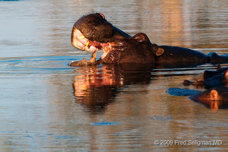 20090616_090650 D300 (1) X1.jpg - Hippos communicate verbally.  They are very noisy in the water